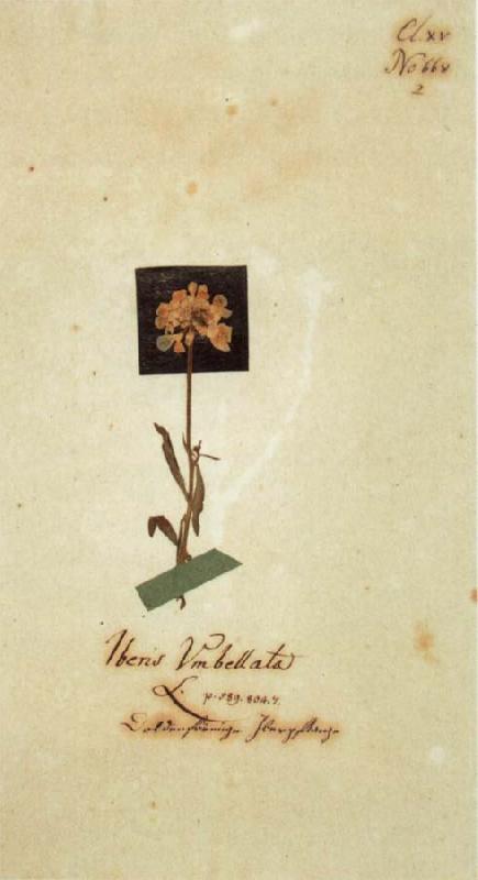 Johann Wolfgang von Goethe Herbarium sheet oil painting image